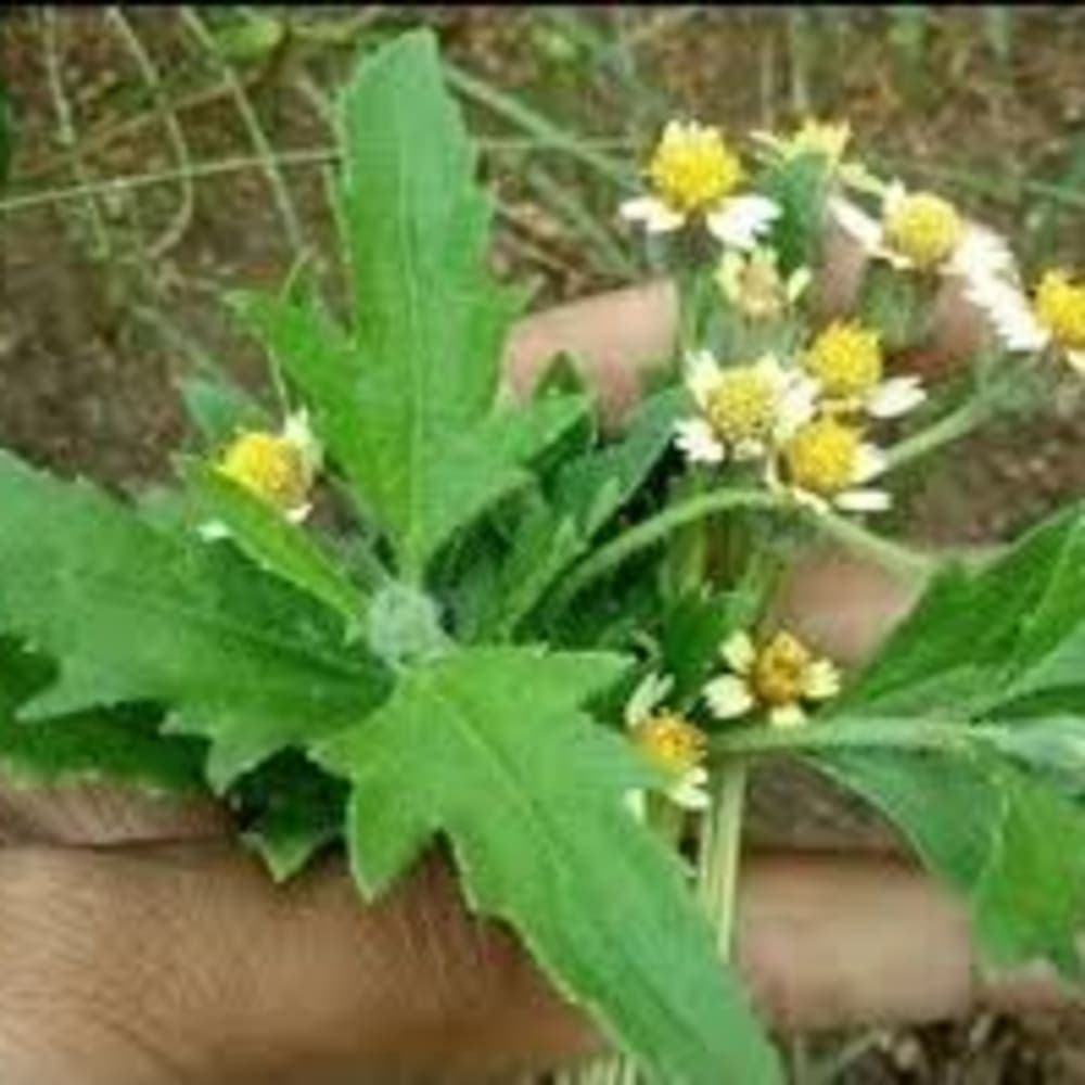 Gaddi Chamanthi Powder