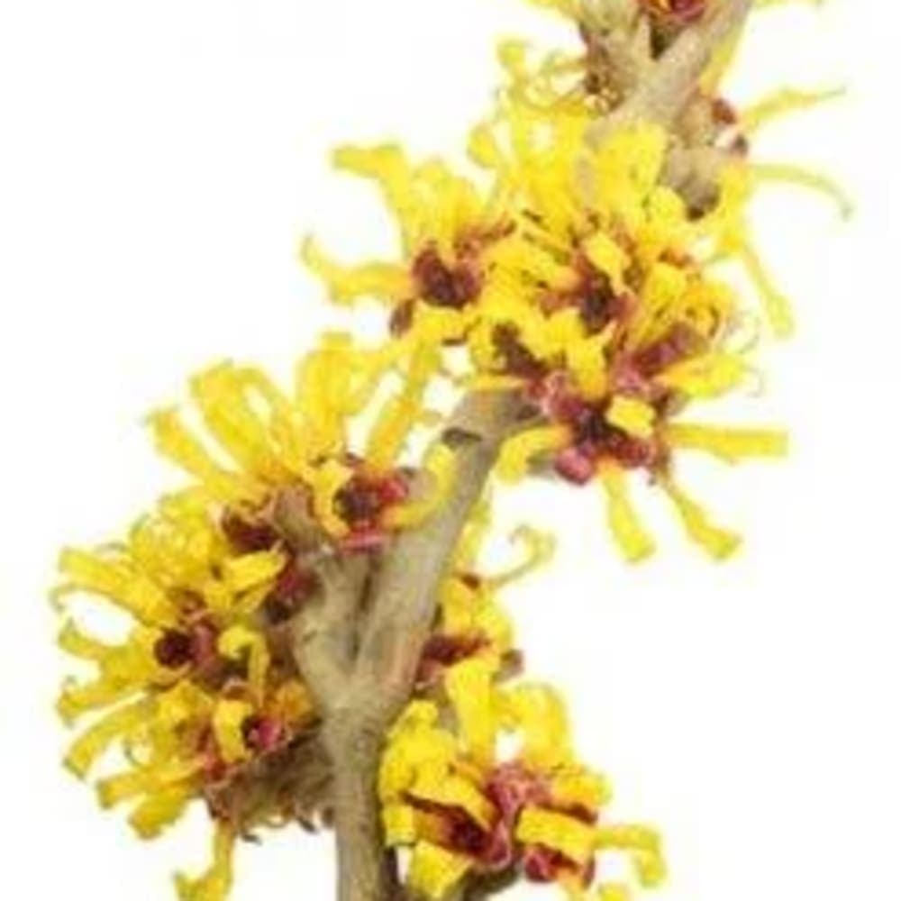 Witch Hazel
